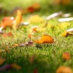 How To Get Rid Of Fall Weeds