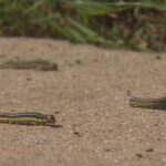 Ken’s Quick Tip: Armyworms Invading North Texas