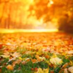 Ken’s Quick Tip: What to do About Fall Leaves