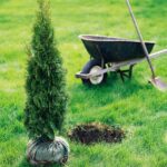 Ken’s Quick Tip: How to Plant a Healthy Tree