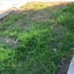 Ken’s Quick Tip: What’s that Grassy Weed in my Lawn?