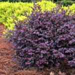 Loropetalum (a.k.a. Purple Fringe Flower) Update for North Texas