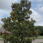 Best Plants Series – Little Gem Magnolia Tree