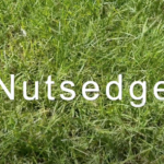 Is Nutsedge in Your Lawn Driving You Nuts?