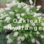 Best Plants Series – Oakleaf Hydrangea
