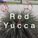 The Red Yucca Makes Our Best Plants for North Texas List