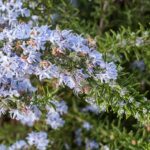 Best Plants Series – Trailing Rosemary