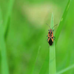 How to Protect Your Lawn from Chinch Bug Damage