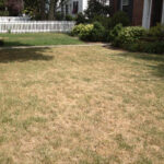 How to Care for Your Lawn in a Drought