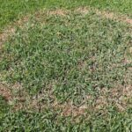 Important Update About Fall Brown Patch in Area Lawns