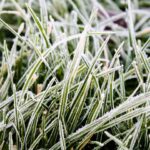 How to Protect Your Sprinkler System from Freeze Damage