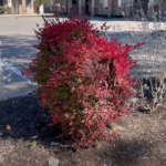 The Best Plant for Winter Landscape Color