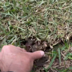 How to Care for New Sod – Mowing & Fertilizer
