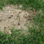 How to Spot & Treat Rabbit Damage in your Lawn