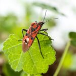 How To Protect Your Lawn from Chinch Bug Damage