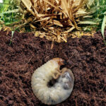 Protect Your Lawn from Grub Worm Damage