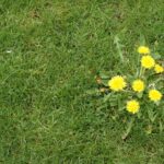 Summer Weed Control: What You Need to Know Now