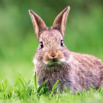 North Texas Lawn Alert: Combating Rabbit Damage