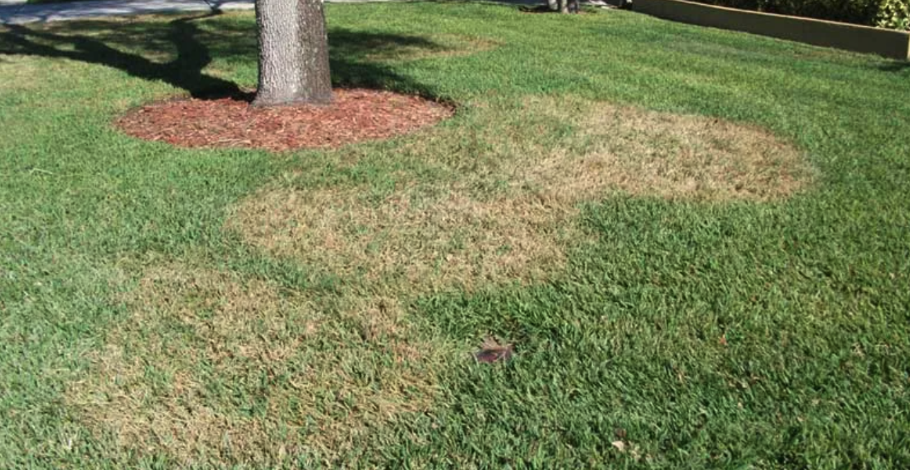 Blog – Village Green Lawn and Pest