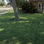 Transform Your Shaded North Texas Lawn: The Secret to Thriving Under Mature Trees