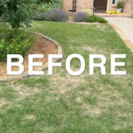 Adam in Plano: A Real North Texas Lawn Recovery Story