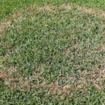 Is Brown Patch Attacking Your North Texas Lawn? Here’s What To Do