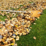 Fall Lawn & Pest Update for North Texas Homeowners