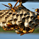 Why You’re Seeing So Many Wasps Inside This Fall in North Texas (and How to Stop It)