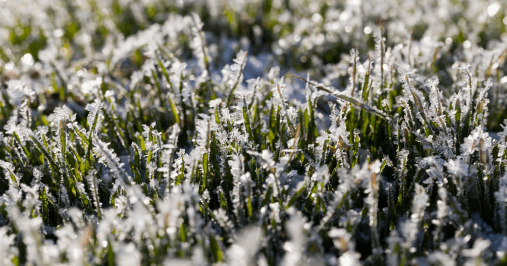 Frozen grass blades after a hard freeze in Plano, Texas.
