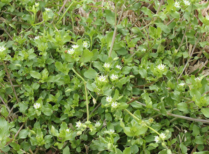 Chickweed thrives when turfgrass is dormant.
This low-growing winter weed spreads quickly in thin lawns and often goes unnoticed until it has already covered large areas. Preventative weed control helps stop chickweed before it competes with grass for nutrients and moisture.