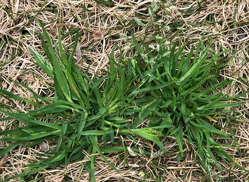 Annual bluegrass (Poa annua) is one of the most challenging winter weeds in North Texas.
It often looks like grass at first but produces seed heads in late winter and early spring. Once visible, it’s already established — making proper pre-emergent timing critical