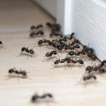 Why You’re Seeing Ants in Your North Texas Home This Spring (And What To Do About It)