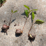Acorn sprouts pulled from a North Texas lawn showing what they look like in spring