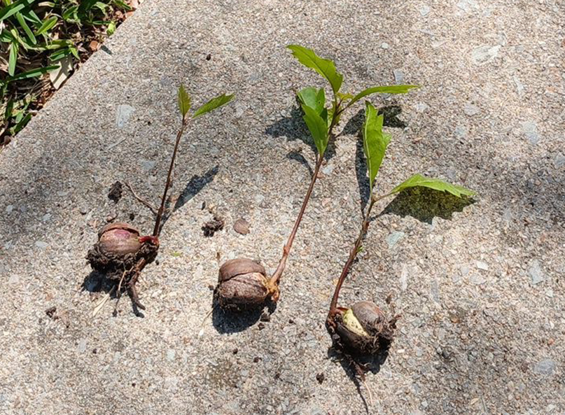 Acorn sprouts pulled from a North Texas lawn showing what they look like in spring