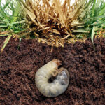 Grub worm curled in soil beneath dying grass roots in a North Texas lawn