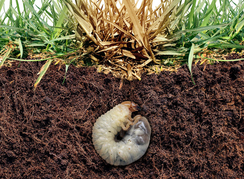 Grub worm curled in soil beneath dying grass roots in a North Texas lawn