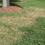 Brown patch disease on a St. Augustine lawn in North Texas, showing multiple irregular tan and brown patches surrounded by healthy green grass near a tree with a mulched base.