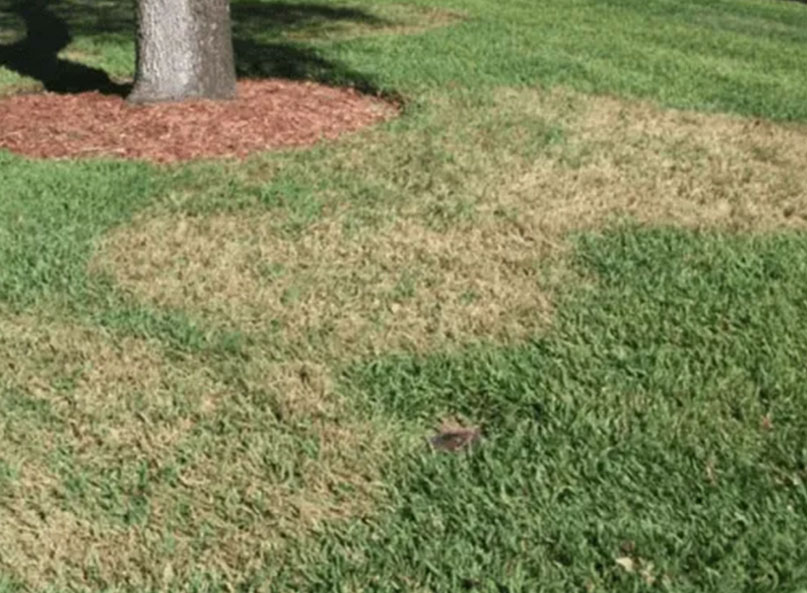 Brown patch disease on a St. Augustine lawn in North Texas, showing multiple irregular tan and brown patches surrounded by healthy green grass near a tree with a mulched base.