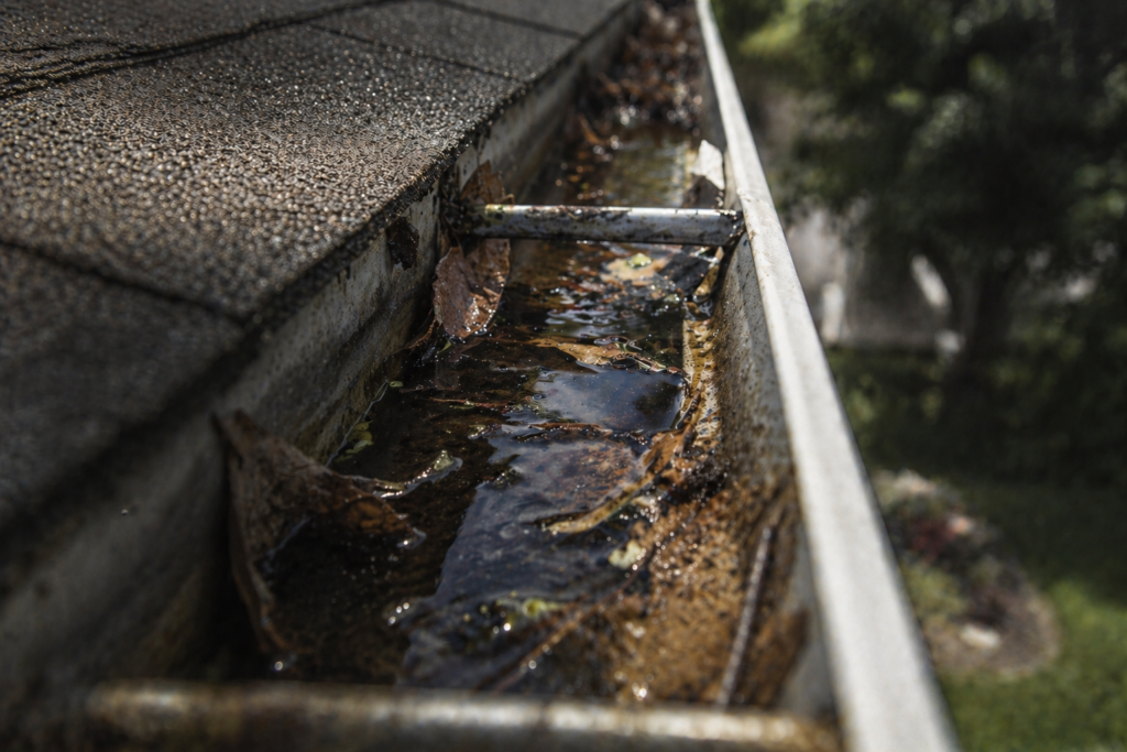 Clogged roof gutter filled with standing water and decomposing leaves — a common mosquito breeding site