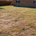 Struggling Bermuda lawn with bare patches in a North Texas residential backyard