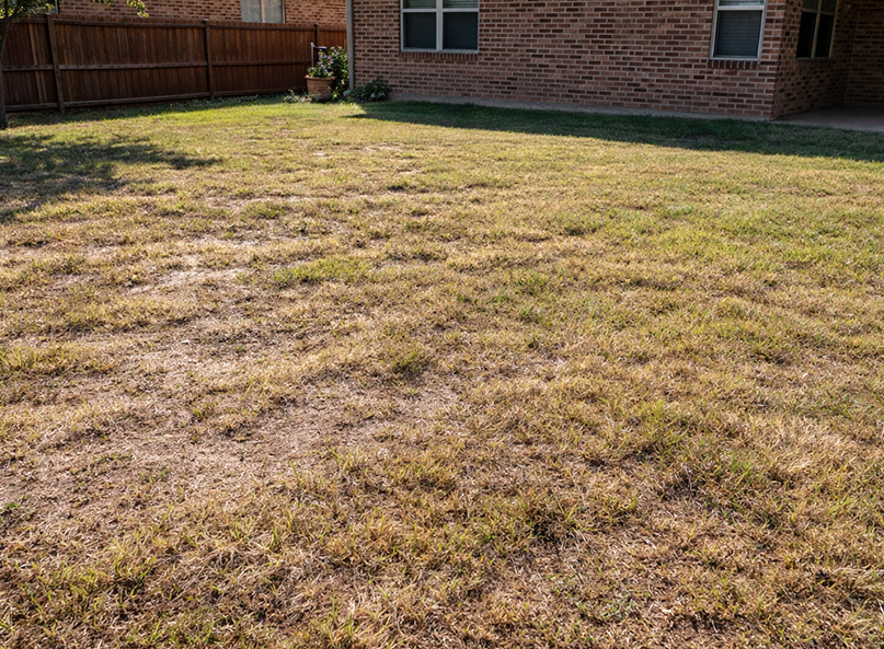 Struggling Bermuda lawn with bare patches in a North Texas residential backyard