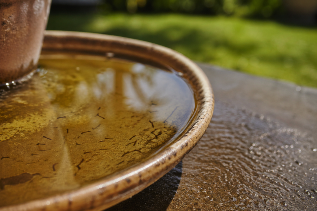 Mosquito larvae visible in standing water collected in a ceramic pot saucer in a North Texas backyard