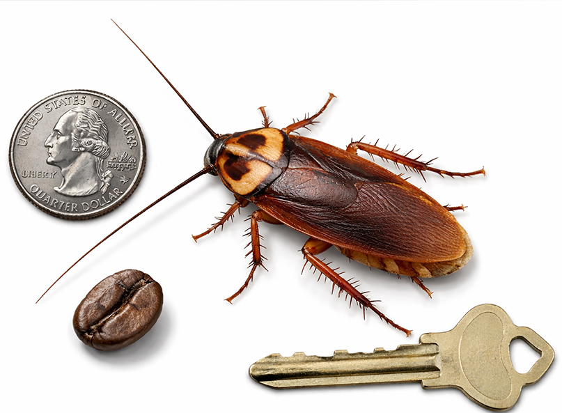 Close-up of a large American cockroach with a reddish-brown body and long antennae, shown next to a coin for scale, highlighting its roughly 2-inch size and distinctive markings.