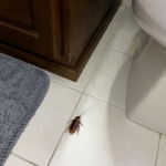 Large reddish-brown American cockroach on a white tile bathroom floor near a vanity and toilet, clearly visible under indoor lighting, illustrating a typical indoor encounter in a North Texas home.