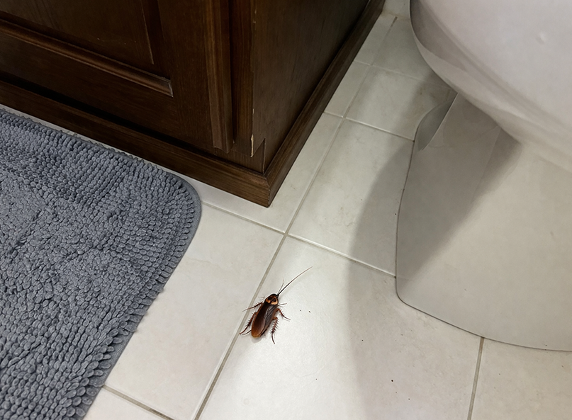 Large reddish-brown American cockroach on a white tile bathroom floor near a vanity and toilet, clearly visible under indoor lighting, illustrating a typical indoor encounter in a North Texas home.