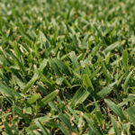 Close-up of St. Augustine grass blades on a North Texas lawn