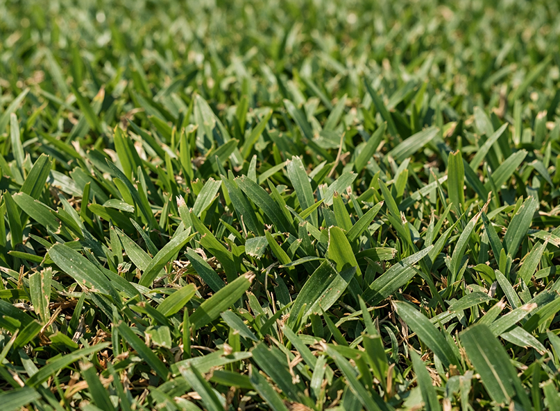 Close-up of St. Augustine grass blades on a North Texas lawn