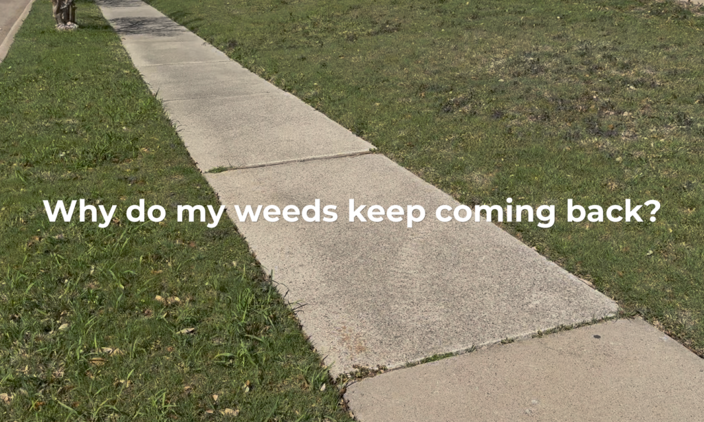 North Texas lawn in late spring overtaken by cool-season weeds before bermuda breaks dormancy — broadleaf and wispy winter weeds choking turf along a parkway in Plano