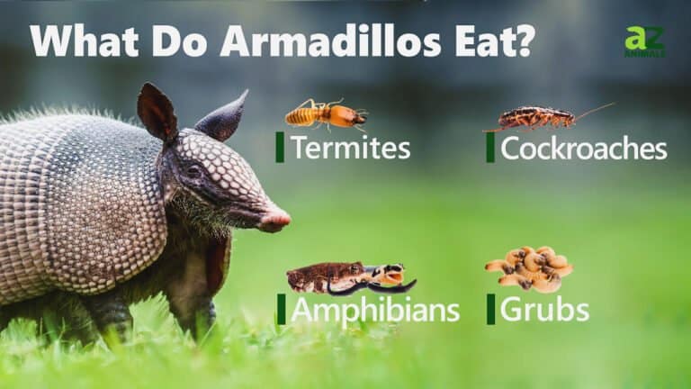 Image showing an armadillo with the things they feed upon including termites, cockroaches, amphibians, and grubs.