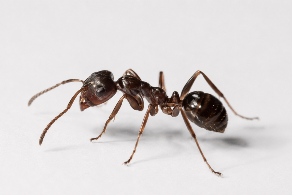 Extreme close-up of a single dark brown ant on a white surface, showing detailed body structure including antennae, six legs, and segmented abdomen
